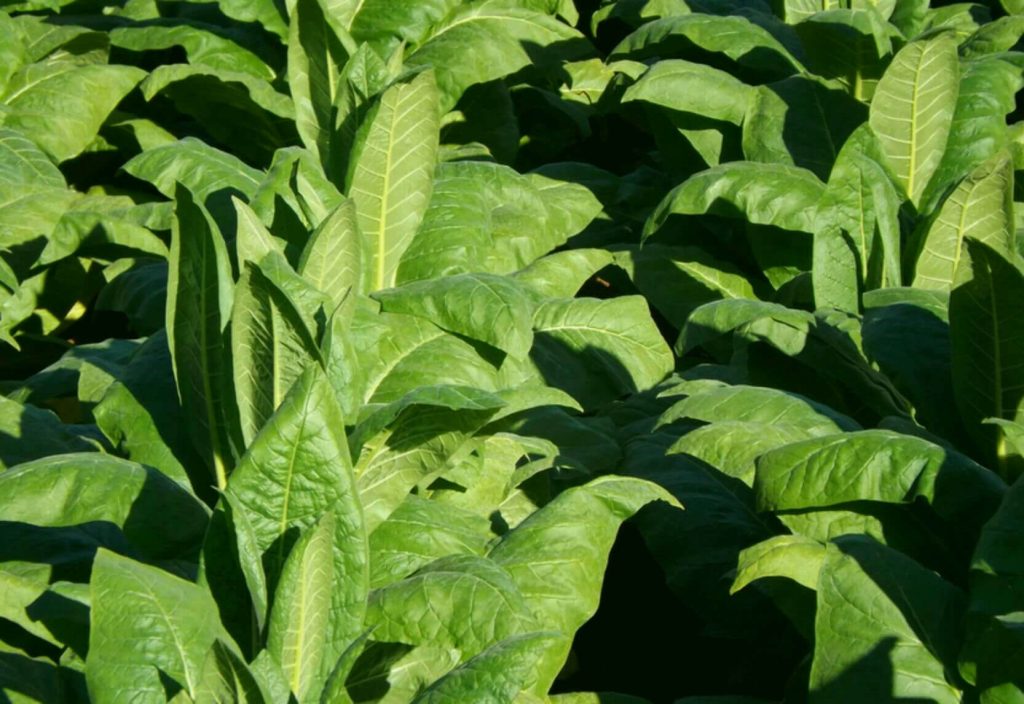 Tobacco Cultivation in Spain