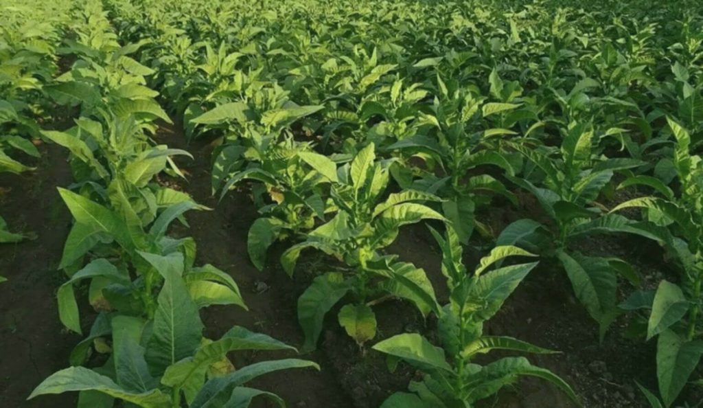 Behold the Vast Expanse of Tobacco Plants in Verdant Fields