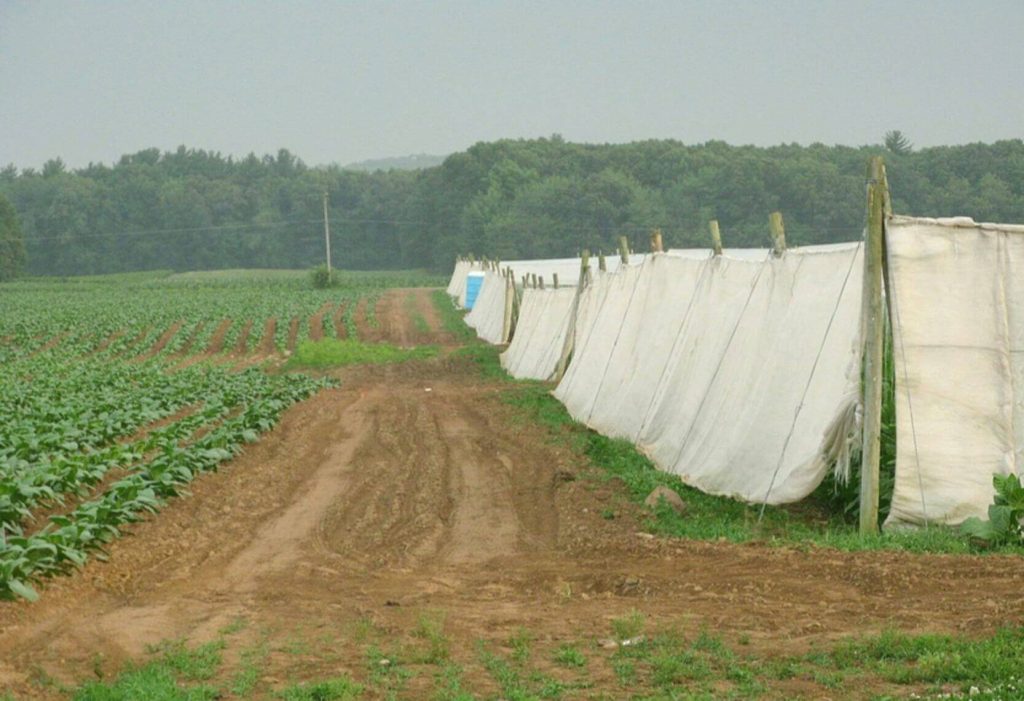 An ethereal panorama of lush Connecticut Shade tobacco fields