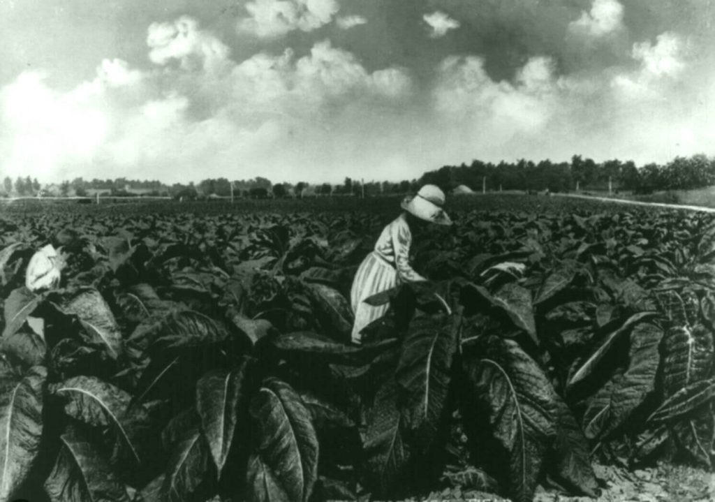 A Mosaic of Tobacco Farming in Kentucky